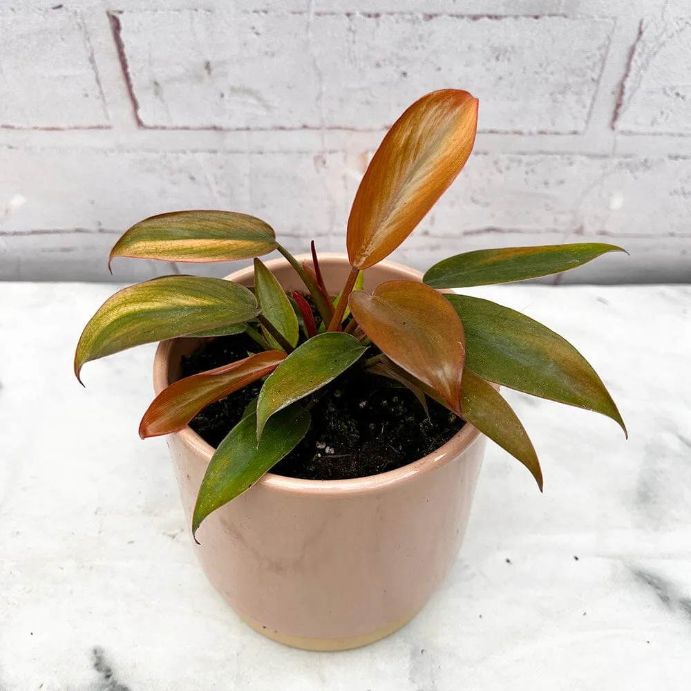 10 - 15cm Philodendron Florida Bronze in 15cm Pot