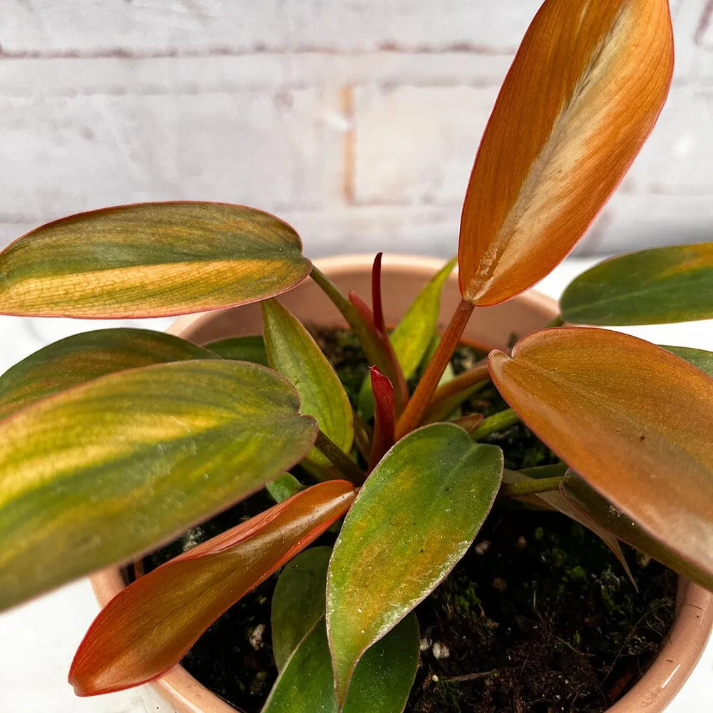 10 - 15cm Philodendron Florida Bronze in 15cm Pot