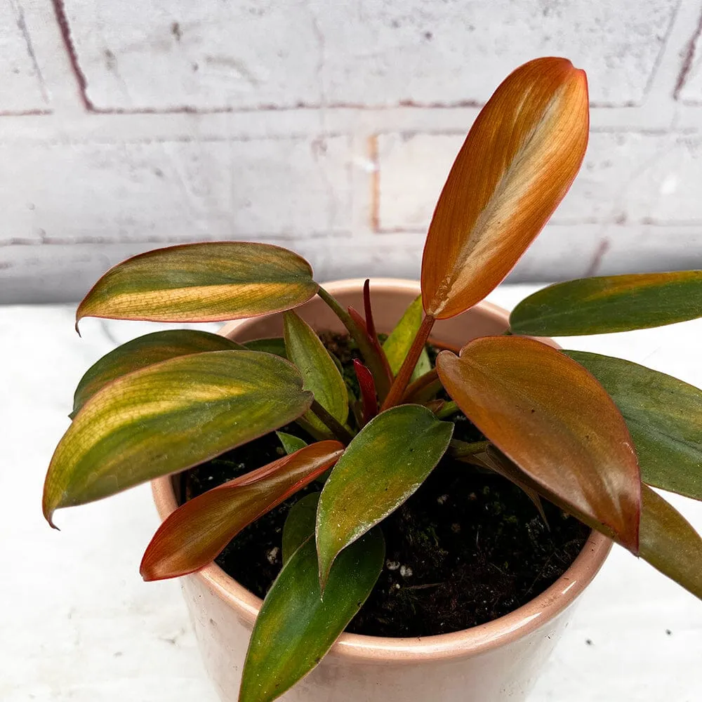 10 - 15cm Philodendron Florida Bronze in 15cm Pot