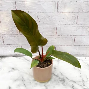 10 - 15cm Philodendron Florida Bronze in 15cm Pot