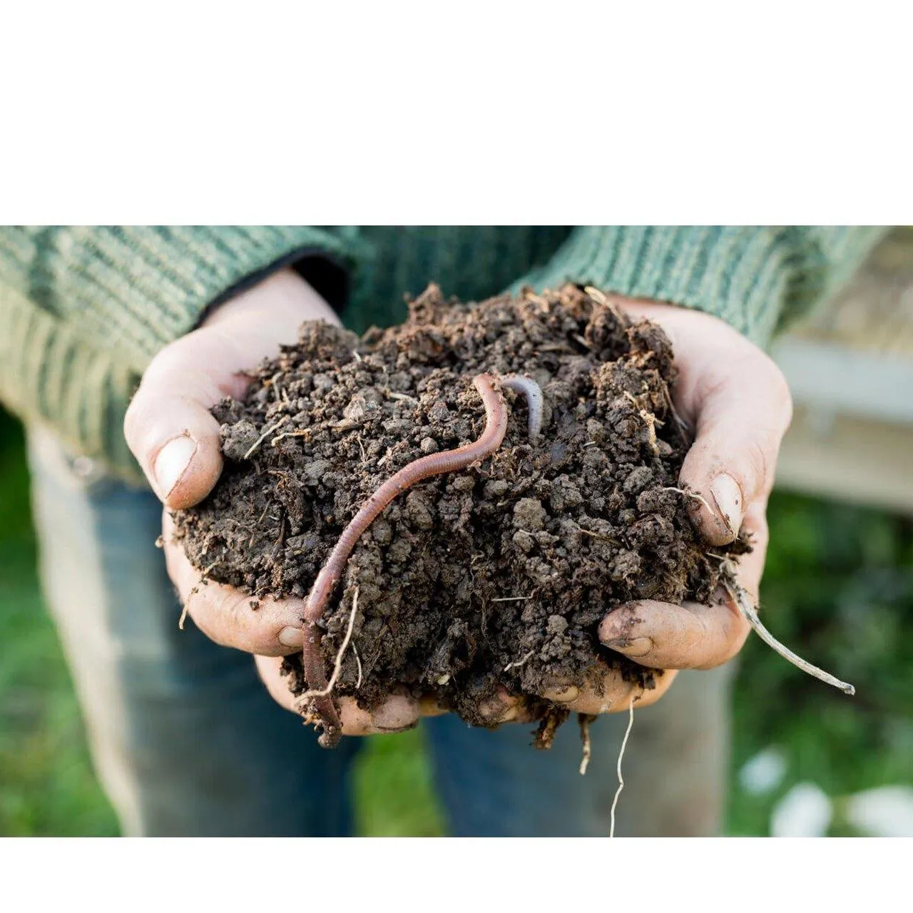 100% Organic Vermicompost Plant Fertilizers