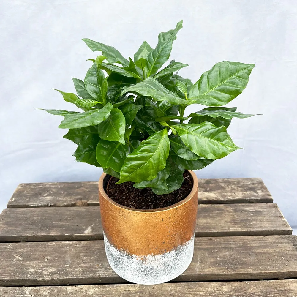 15 - 20cm Coffee Arabica House Plant 12cm Pot