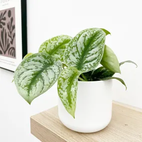 15 - 25cm Epipremnum Exotica Pothos 12cm Pot House Plant