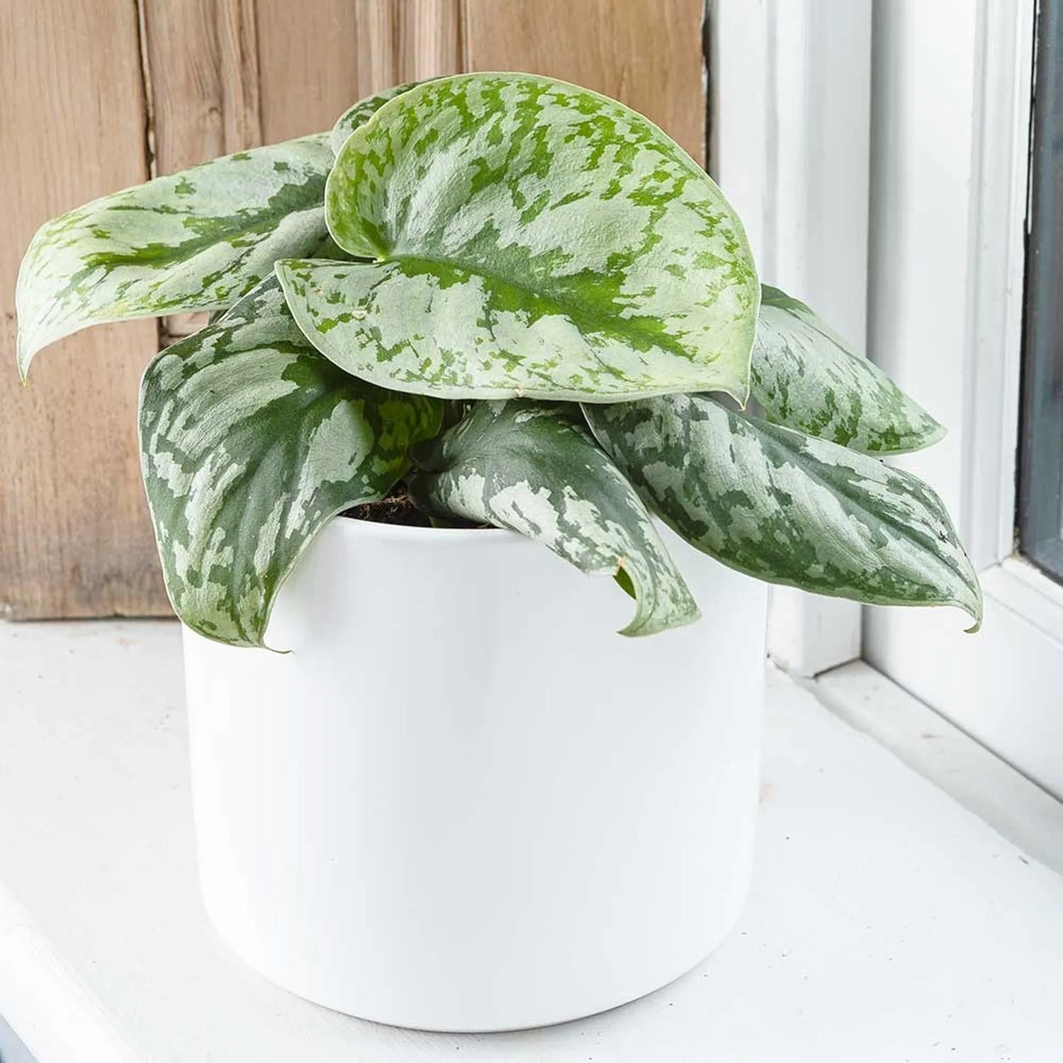 15 - 25cm Epipremnum Exotica Pothos 12cm Pot House Plant