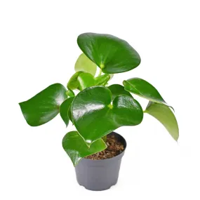 15 - 25cm Peperomia Polybotrya Raindrop 14cm Pot House Plant