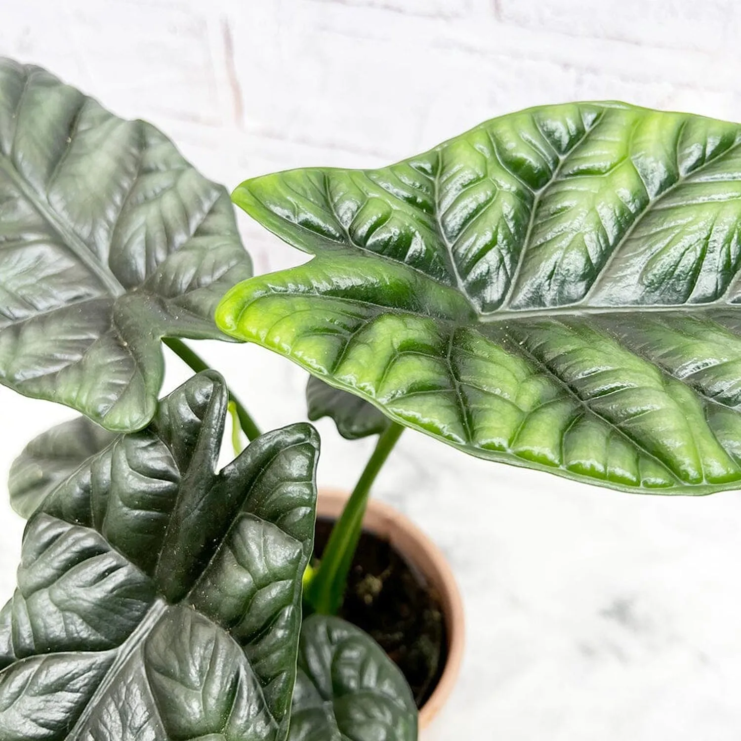 15- 30cm Alocasia Sinuata Elephant Ear 11cm Pot House Plant