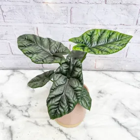 15- 30cm Alocasia Sinuata Elephant Ear 11cm Pot House Plant