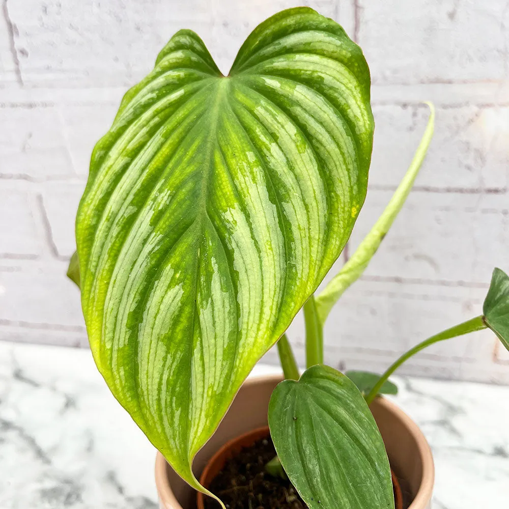 15 - 30cm Philodendron Mamei 12cm Pot