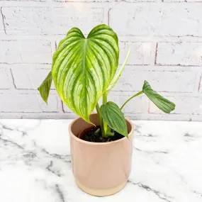 15 - 30cm Philodendron Mamei 12cm Pot