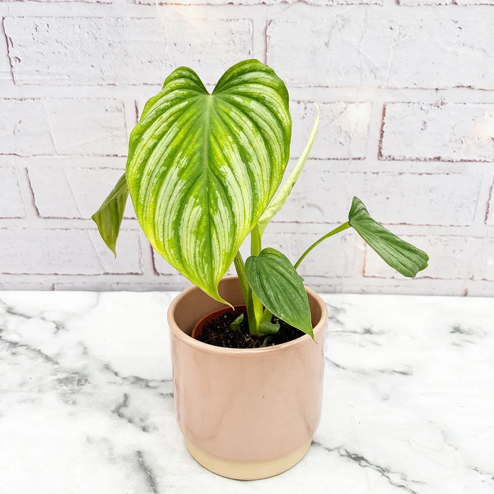 15 - 30cm Philodendron Mamei 12cm Pot