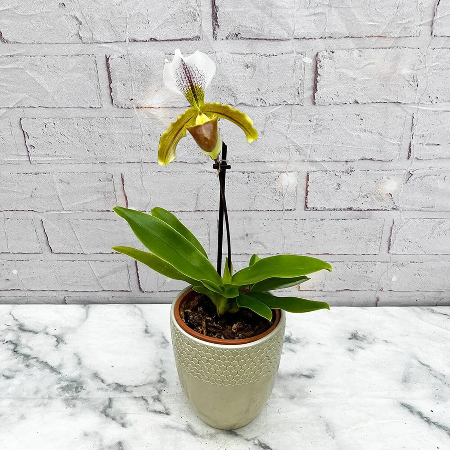 20 - 30cm Paphiopedilum Orchid 9cm Pot House Plant