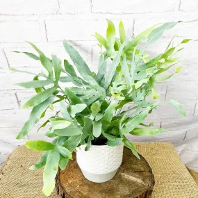 20 - 30cm Phlebodium Blue Star Fern 12cm Pot House Plant