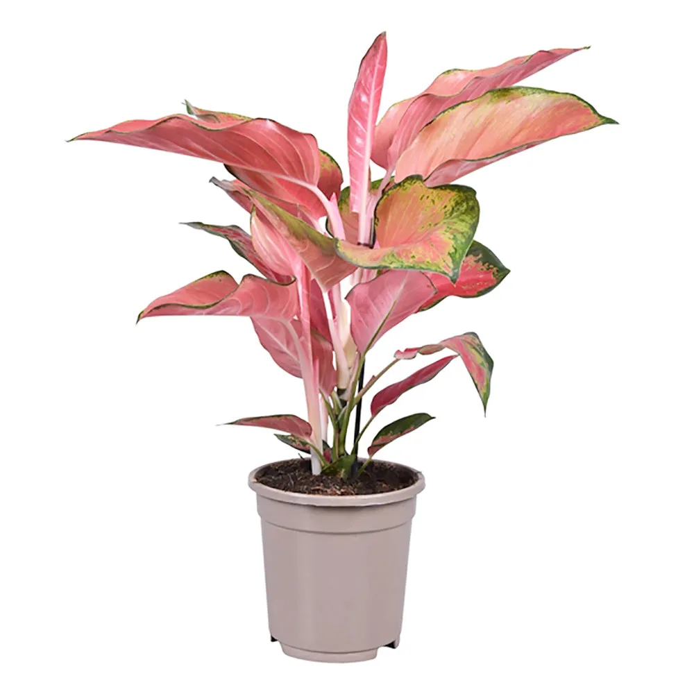 20 - 35cm Aglaonema Orange Star Chinese Evergreen 12cm Pot House Plant