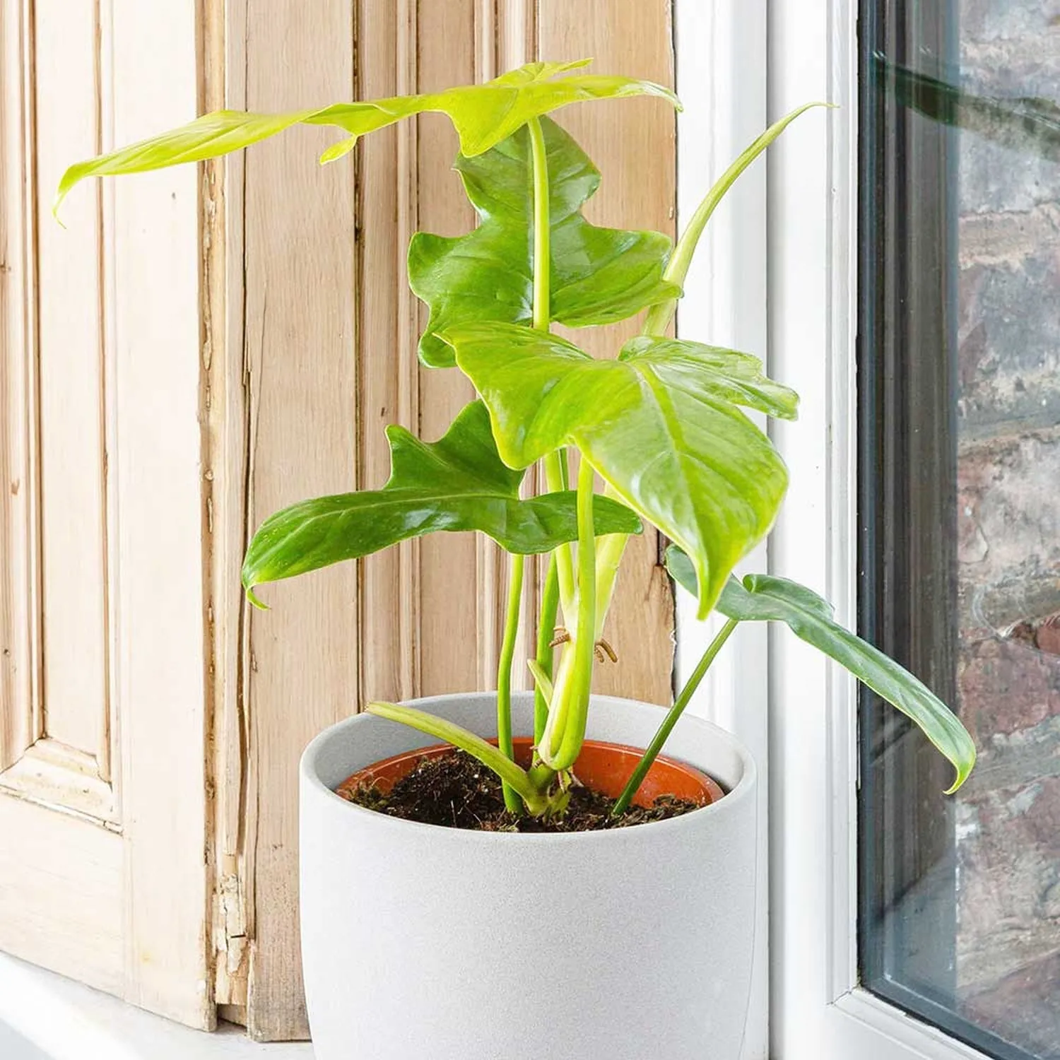 25 - 35cm Philodendron Golden Violin 12cm Pot House Plant