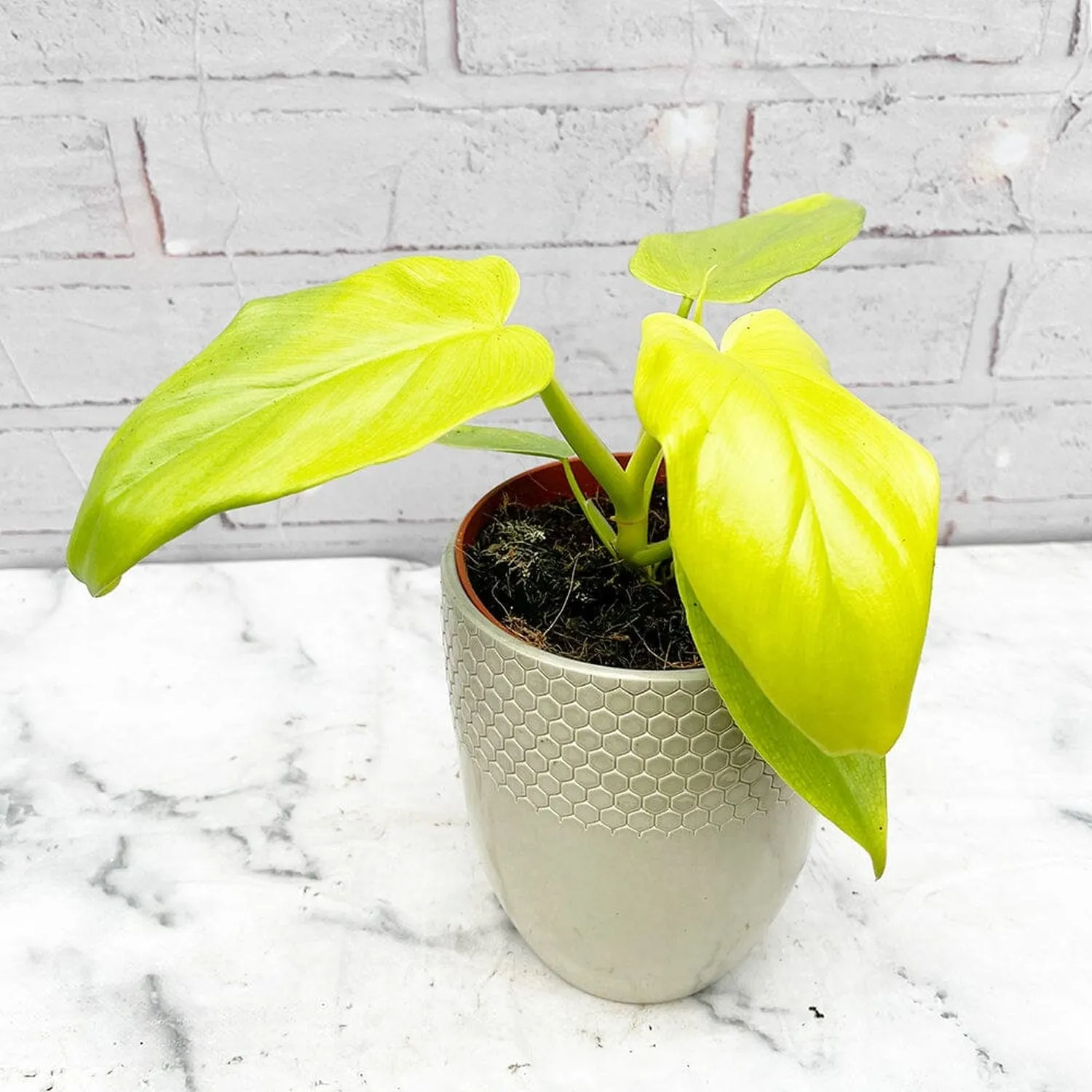 25 - 35cm Philodendron Golden Violin 12cm Pot House Plant