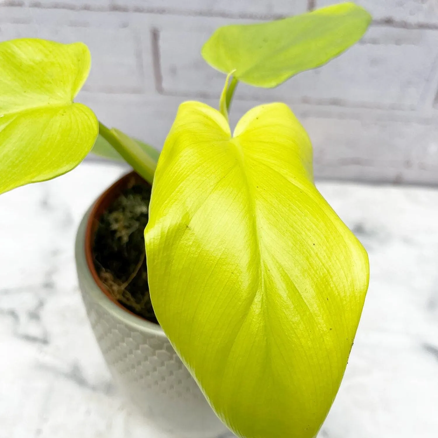 25 - 35cm Philodendron Golden Violin 12cm Pot House Plant