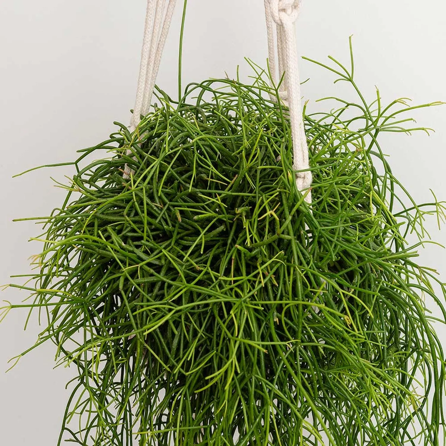 25 - 35cm Rhipsalis Baccifera Oasis in Hanging Pot 17cm Pot House Plant