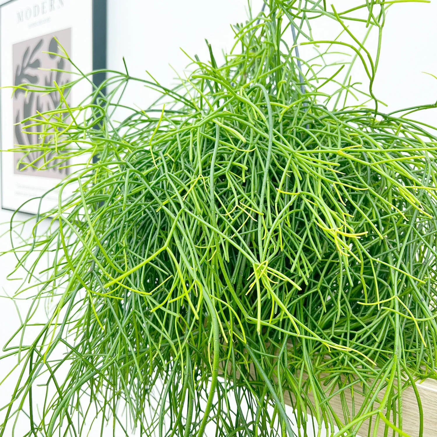 25 - 35cm Rhipsalis Baccifera Oasis in Hanging Pot 17cm Pot House Plant