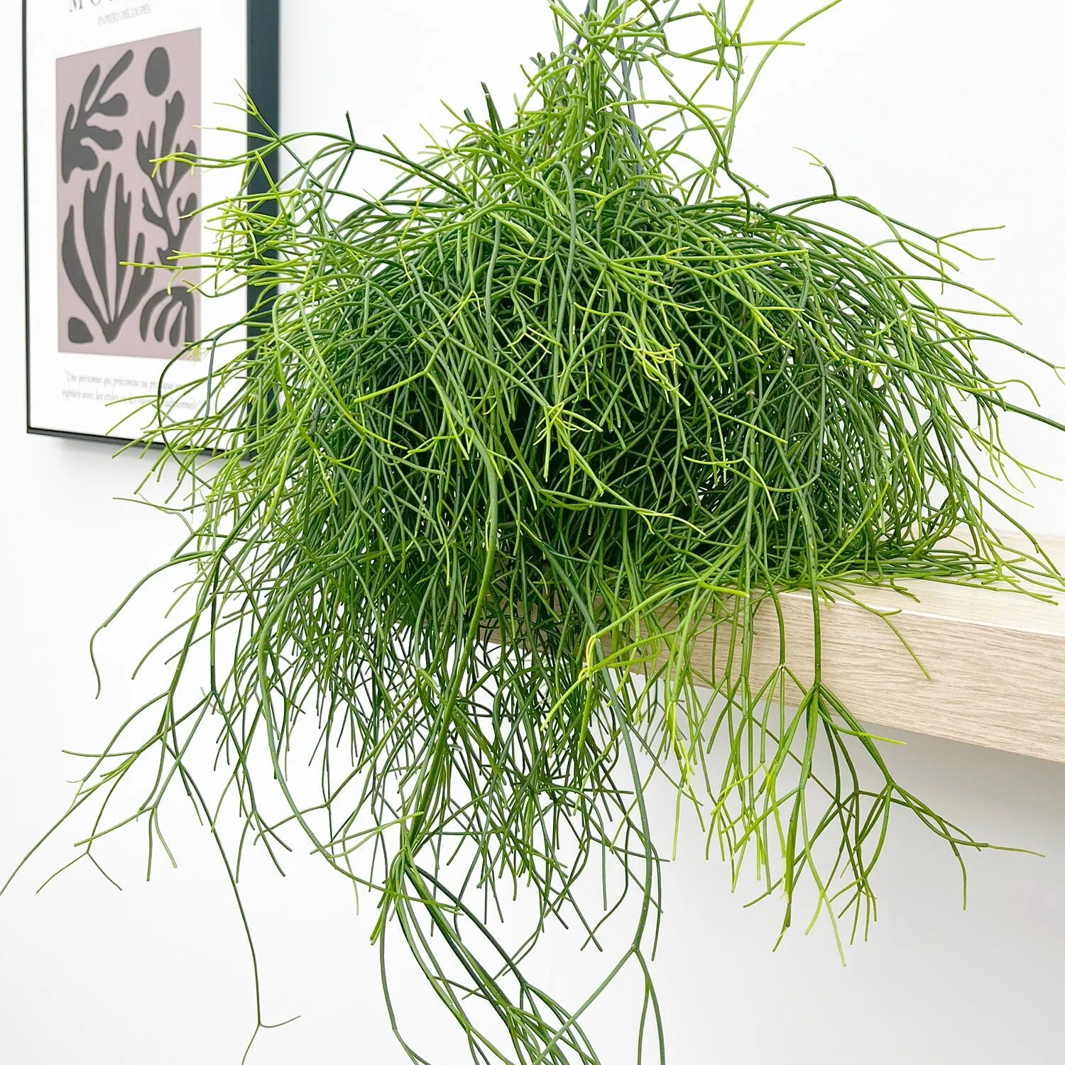 25 - 35cm Rhipsalis Baccifera Oasis in Hanging Pot 17cm Pot House Plant