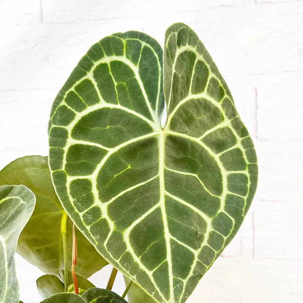 30 - 40cm Anthurium Clarinervium Giant Laceleaf 15cm Pot House Plant