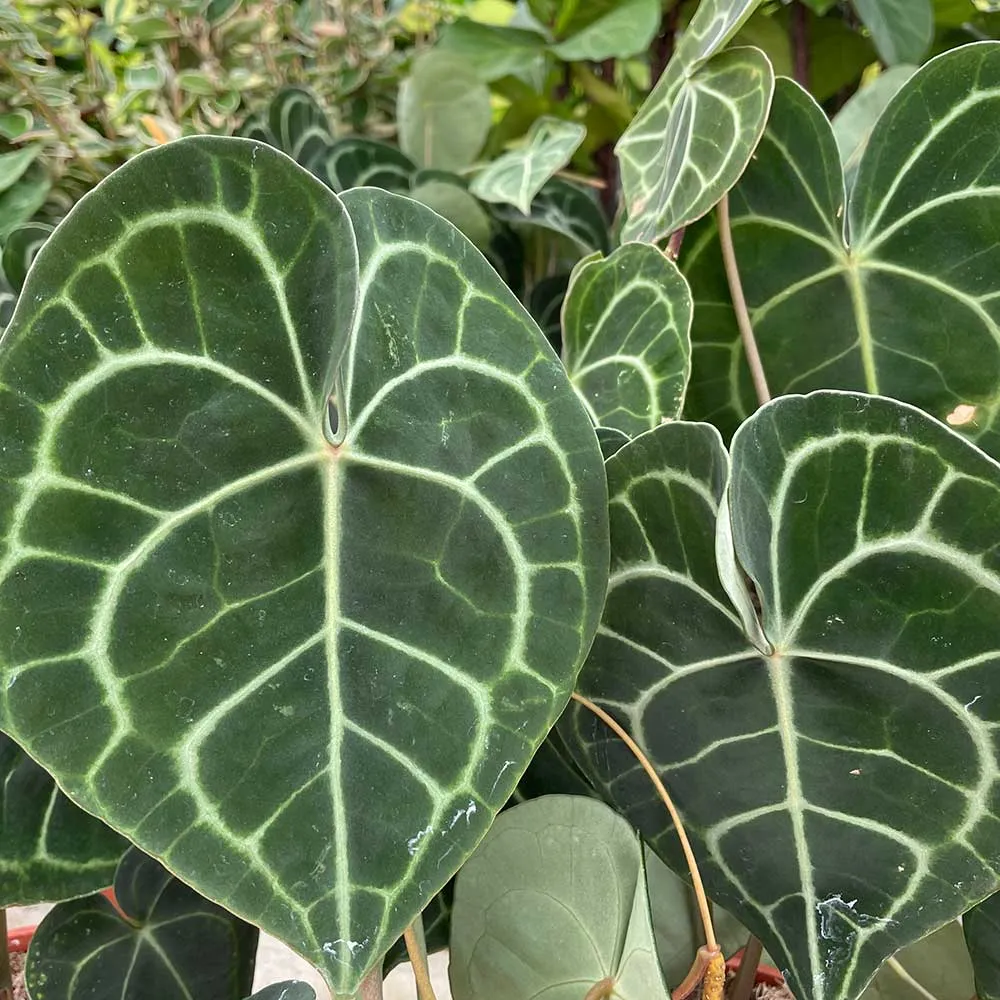 30 - 40cm Anthurium Clarinervium Giant Laceleaf 15cm Pot House Plant