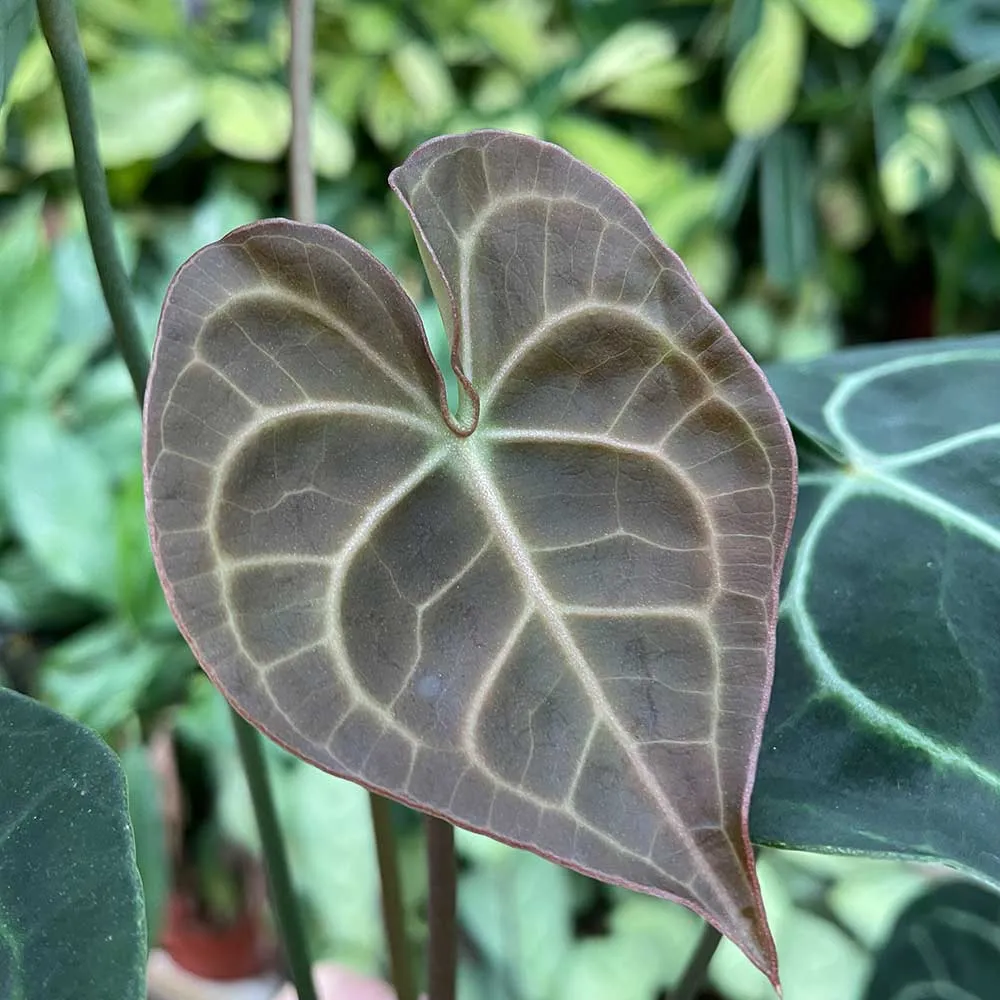 30 - 40cm Anthurium Clarinervium Giant Laceleaf 15cm Pot House Plant