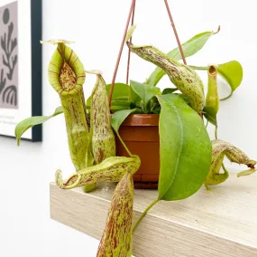 30 - 40cm Nepenthes Mojito in Hanging Pot Monkey Jars 14cm Pot