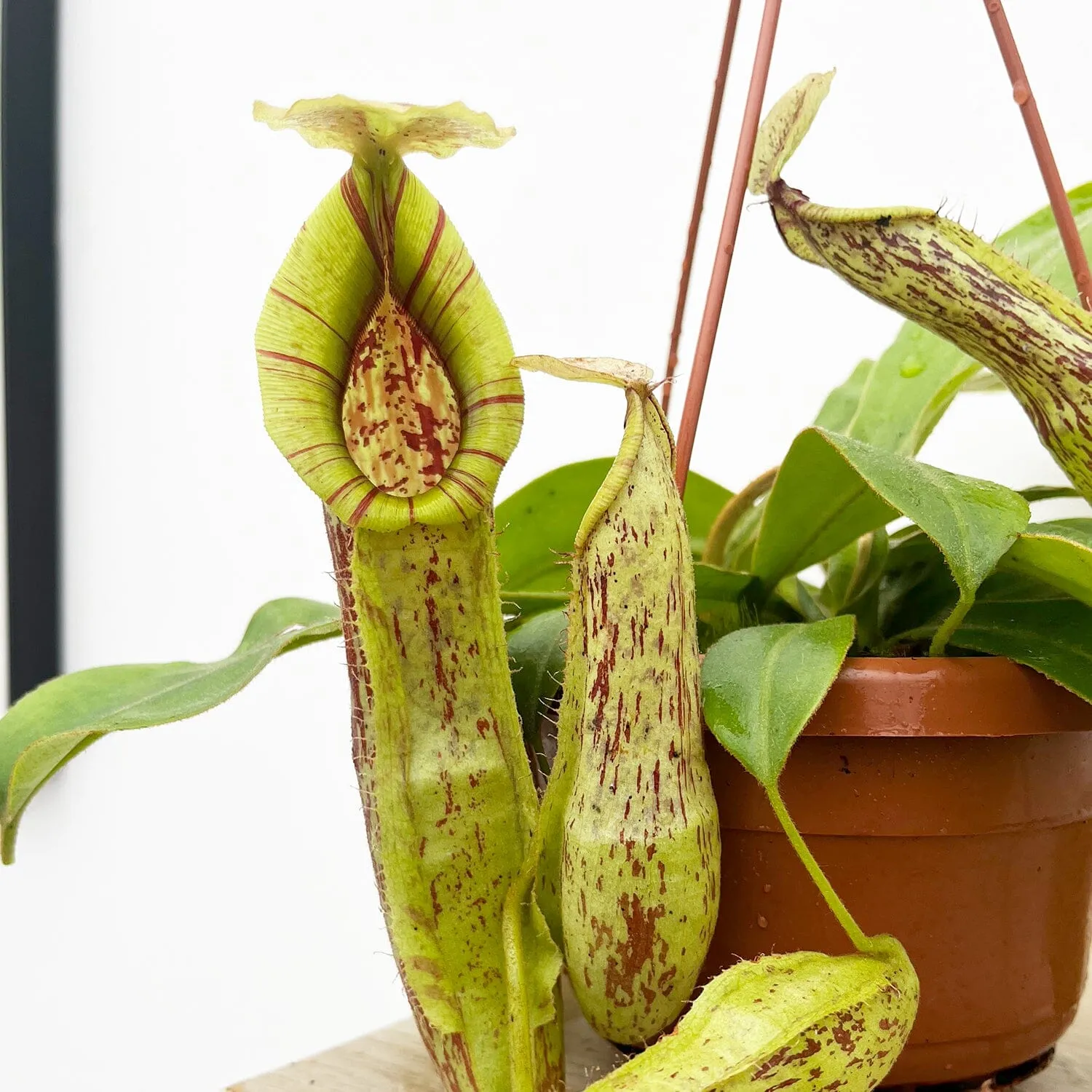 30 - 40cm Nepenthes Mojito in Hanging Pot Monkey Jars 14cm Pot