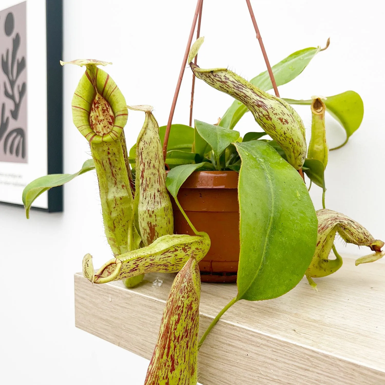 30 - 40cm Nepenthes Mojito in Hanging Pot Monkey Jars 14cm Pot