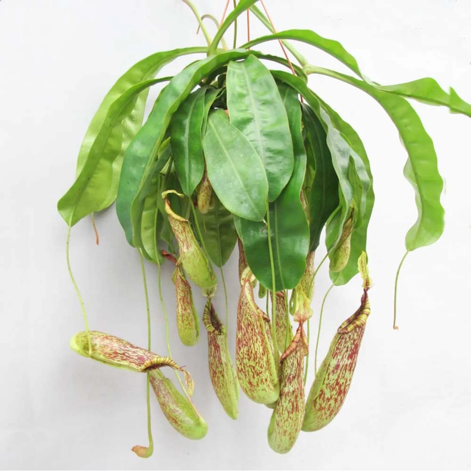 30 - 40cm Nepenthes Mojito in Hanging Pot Monkey Jars 14cm Pot