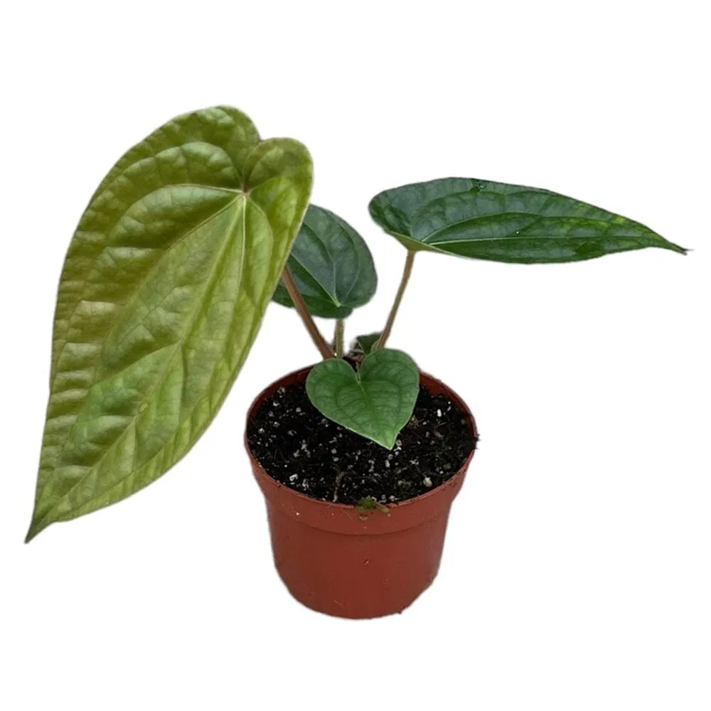 30 cm Anthurium Magnificum x Luxurians House Plant 14 cm Pot