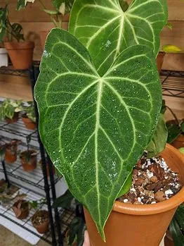 4" Anthurium Pterodactyl