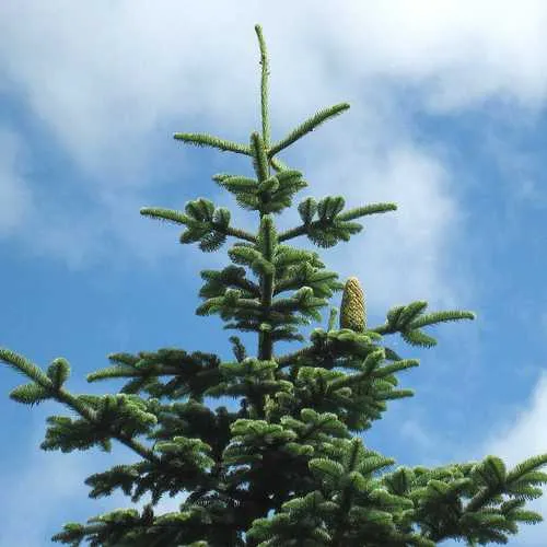 Abies procera - Noble Fir Bareroot | 0.5ft / Young plant