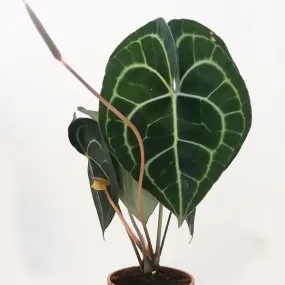 Anthurium clarinervium