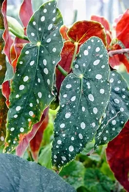 Begonia Maculata 6"