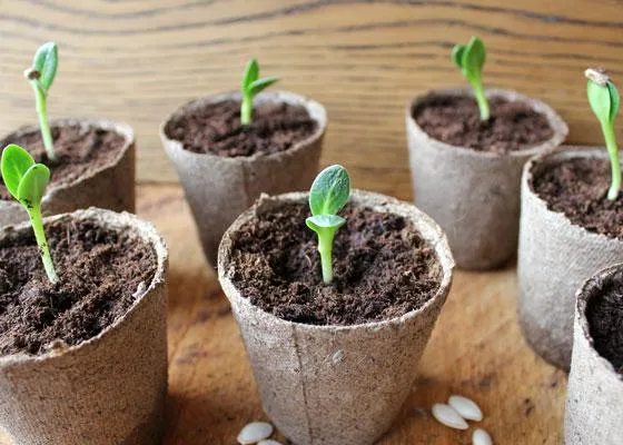 Biodegradable Peat Pot