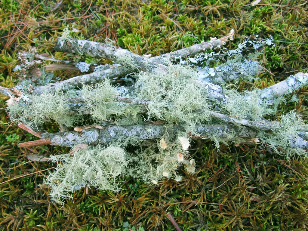 Bundle of Lichen Branches