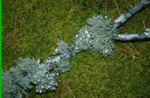 Bundle of Lichen Branches