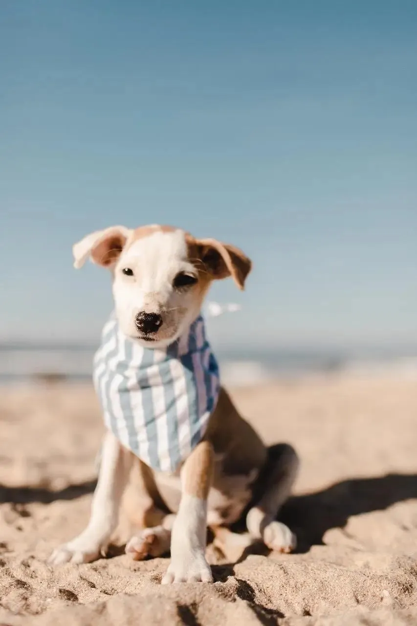 Cabana Blue Stripe Dog Bandana (CLEARANCE)