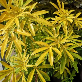 Choisya ternata Gold Star