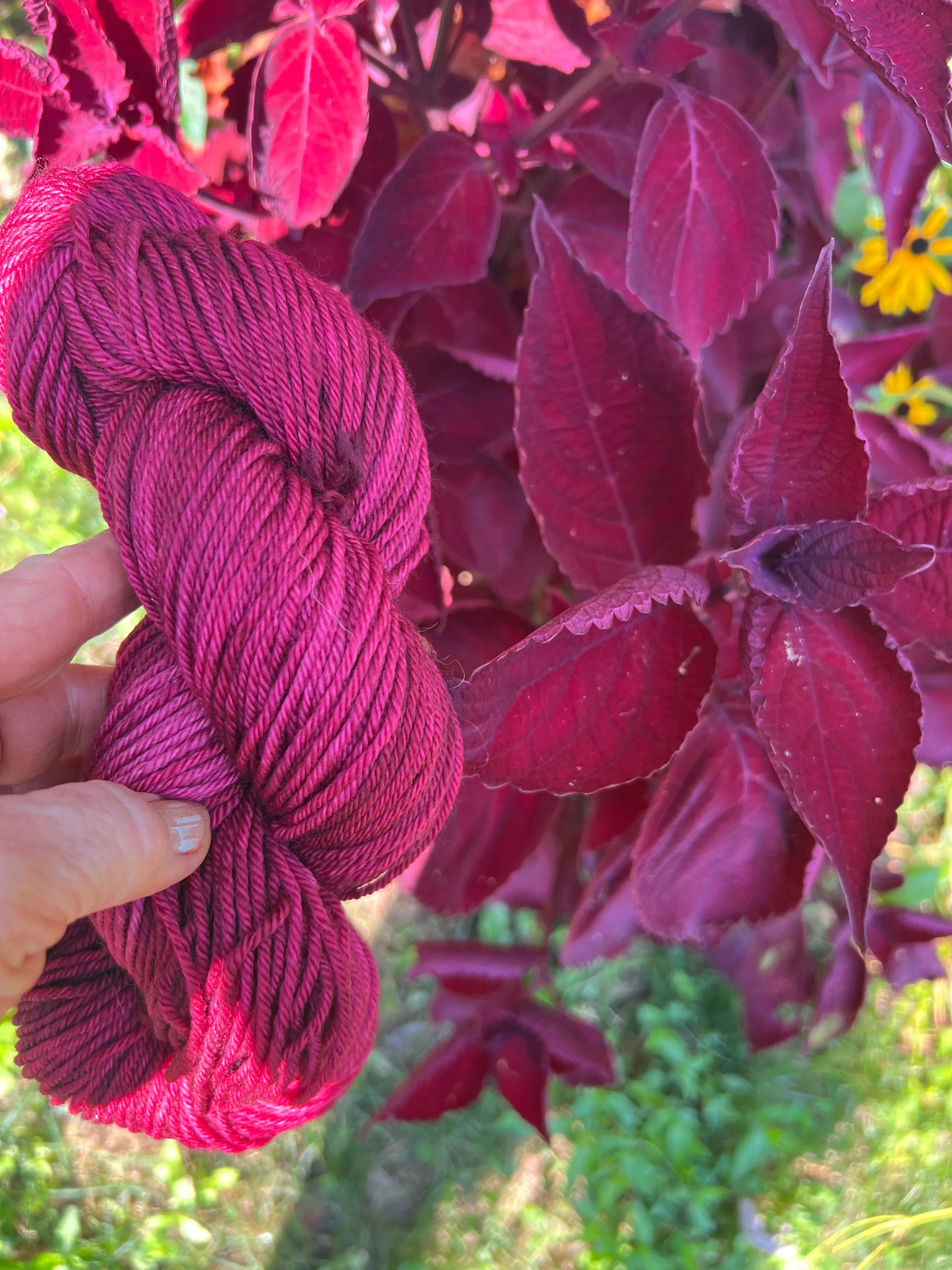 Coleus Colorway