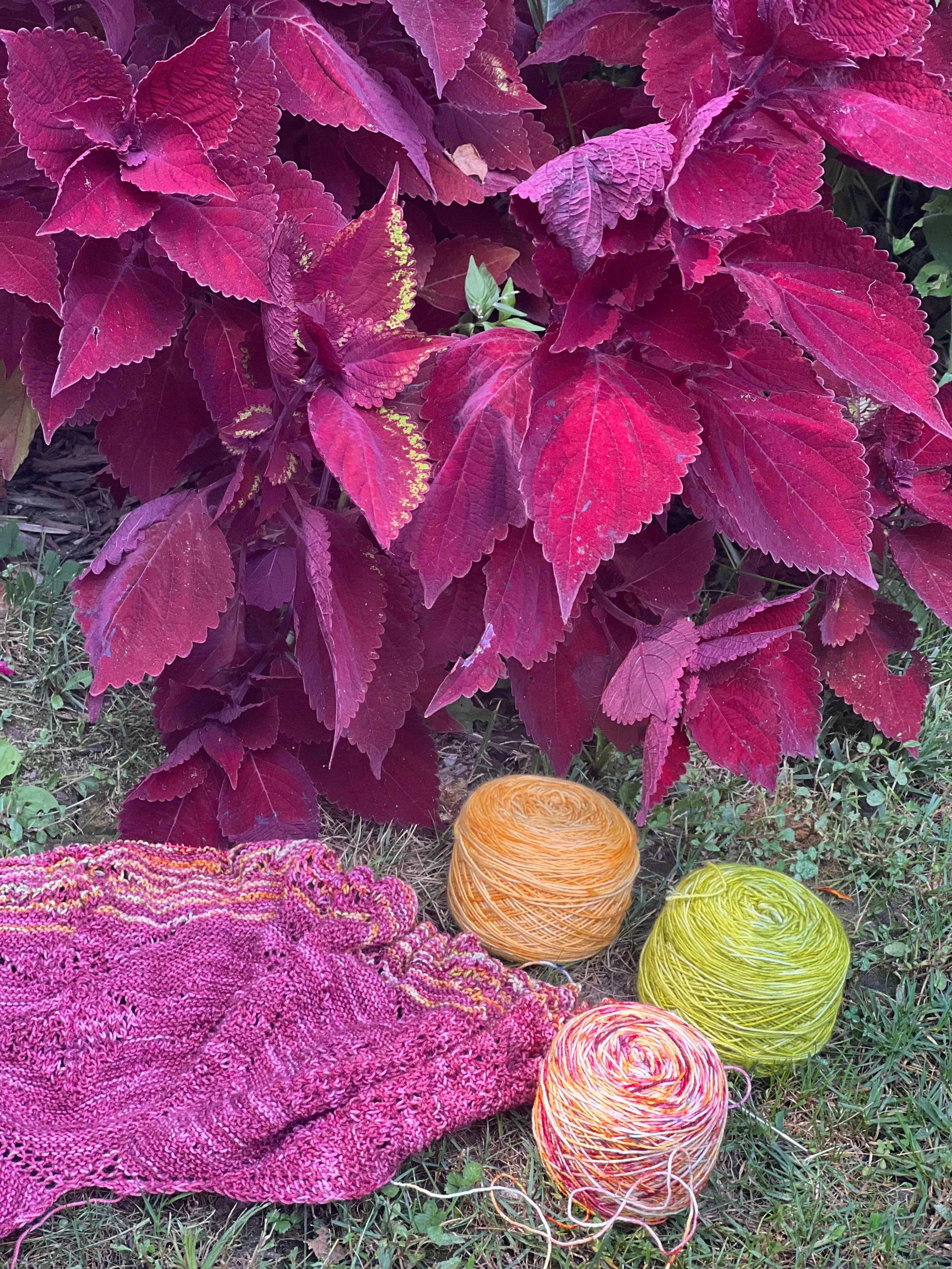 Coleus Colorway