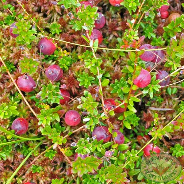 Cranberry - Northern