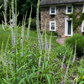 Culver's Root - Veronicastrum virginicum 'Cupid'