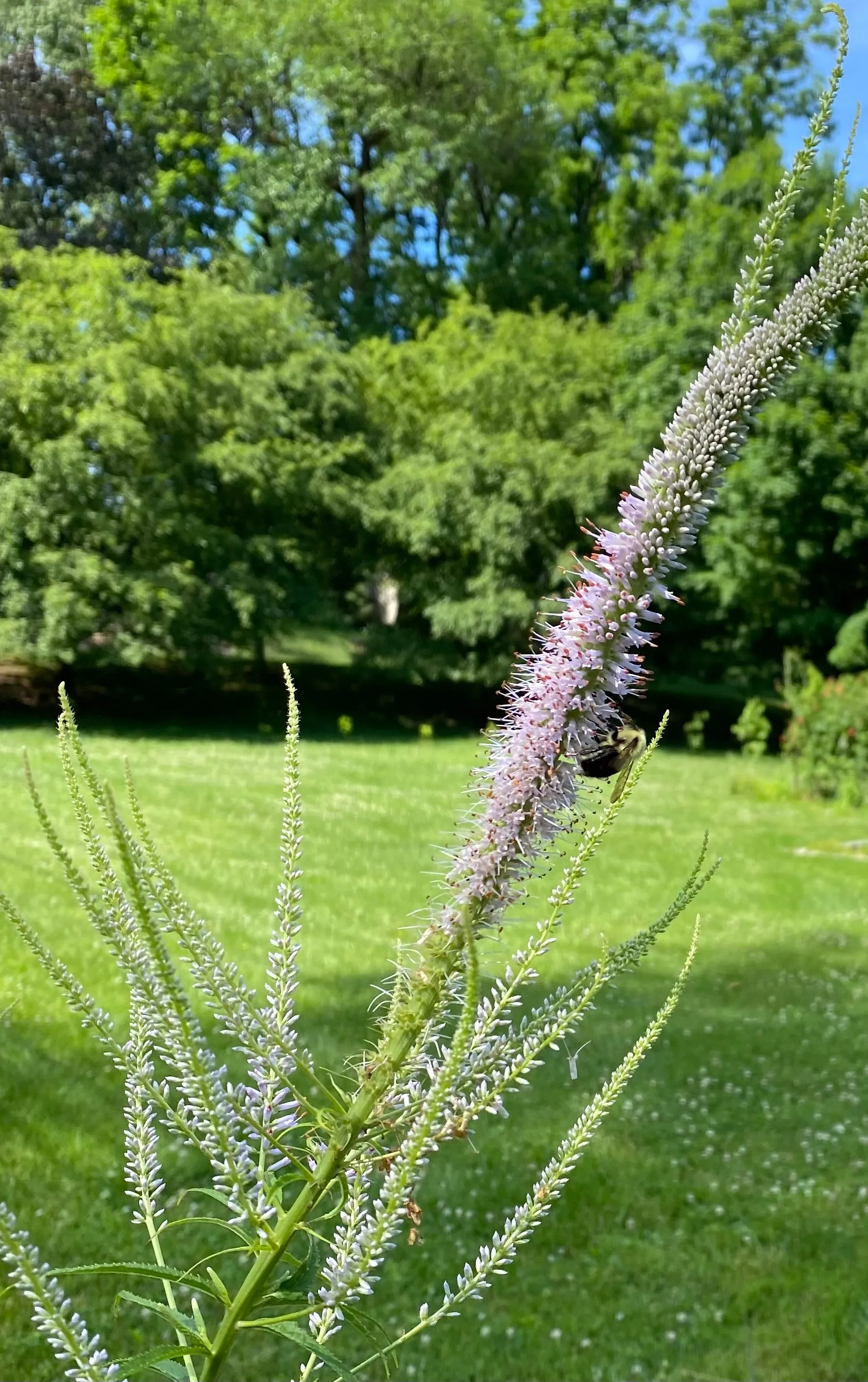 Culver's Root - Veronicastrum virginicum 'Cupid'