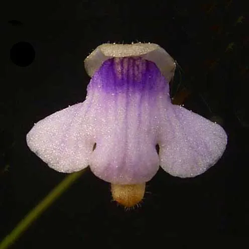 Genlisea hispidula