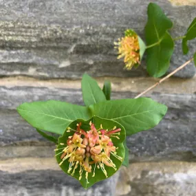 Limber Honeysuckle - Lonicera dioica