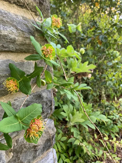 Limber Honeysuckle - Lonicera dioica