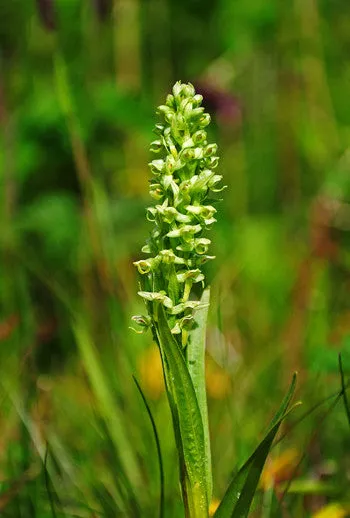 Northern Green Orchid - <i>Platanthera hyperborean</i>