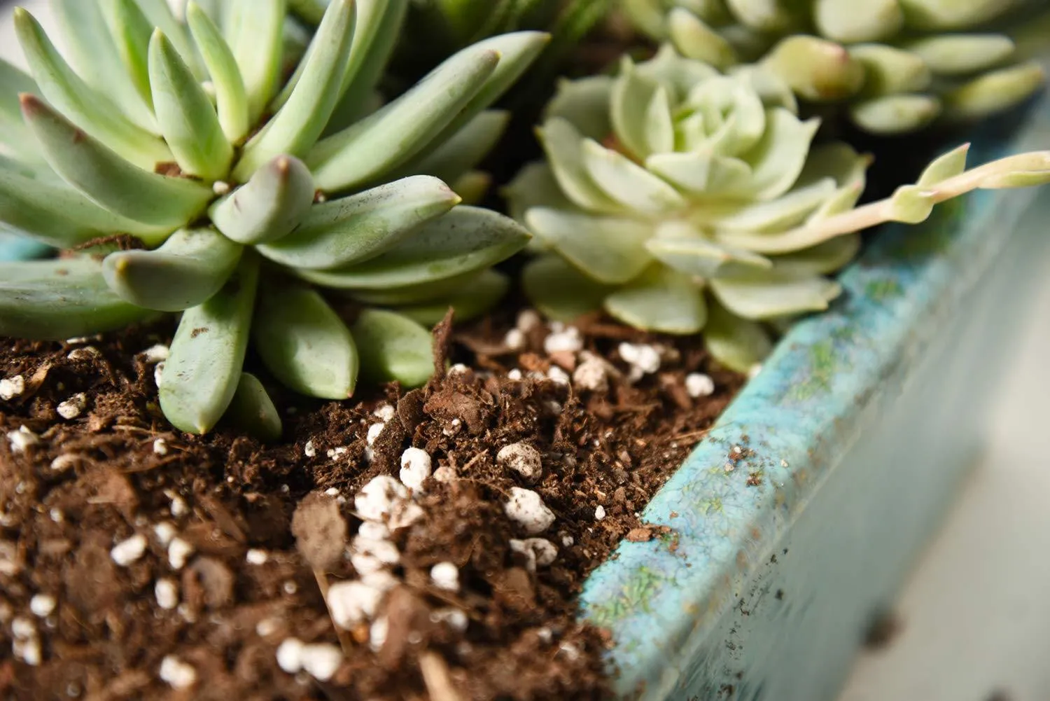 Organic Vermicompost Plant Fertilizer